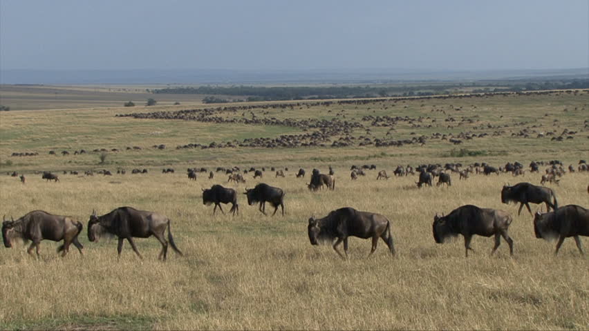 A slow zoom into the heart of the wildebeest migration.  Masai Mara, Kenya,