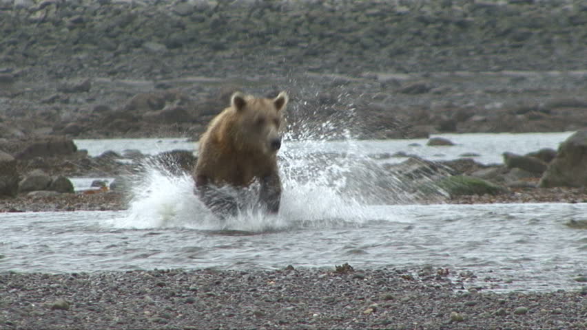 A Brown Bear desperately tries to catch salmon at Lake Clark, Alaska.