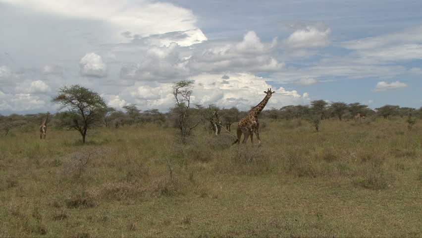 A scenic shot of a giraffe highlighted against the African sky. Tanzania,