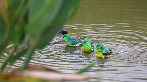 Group Of Red-Rumped Parrot Taking A Bath
