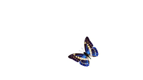 Butterfly flying and landing on a white background with alpha channel