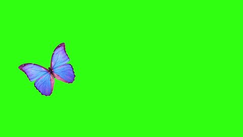 Butterflies flying on a green background with an alpha channel.