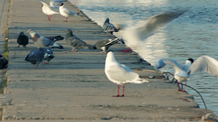 Gulls and pigeons on a concrete embankment of the river. They peck crumbs, take off and land. (av11462c)