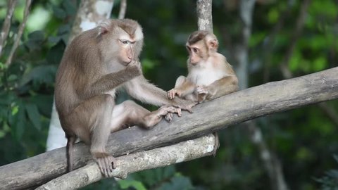 Mother and child of Southern pig-tailed macaque (Macaca nemestrina), medium-sized Old World monkey, in natural habitat of Khao Yai national park, Thailand. Relaxing time and happy time of the family.