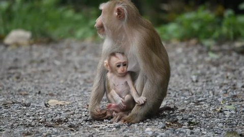 Mother and child of Southern pig-tailed macaque (Macaca nemestrina), medium-sized Old World monkey, in natural habitat of Khao Yai national park, Thailand. Baby monkey is suckling mother milk.