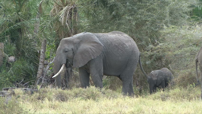 A mother elephant and her calf eat in the lush vegetation of Lake Manyara,