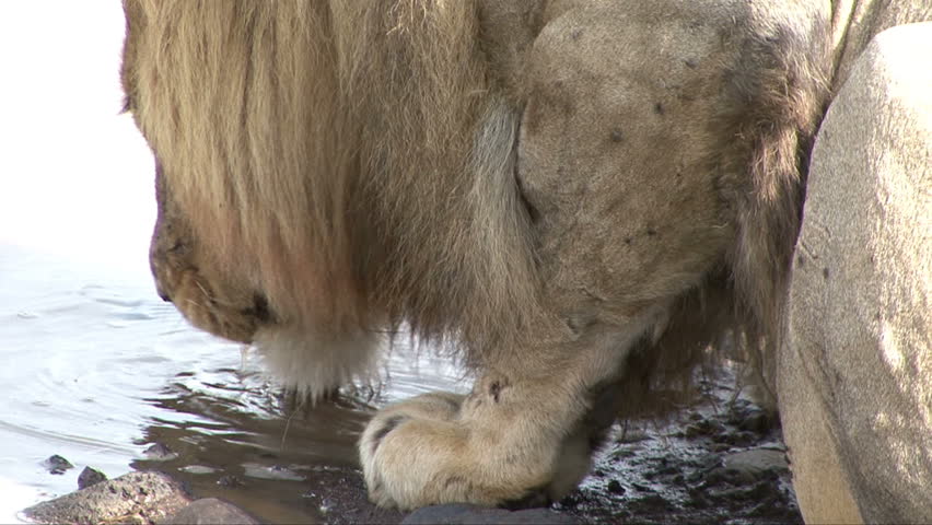 A three clip collage of lion moving to a stream with close up of him drinking.