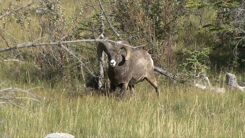 Bighorn Ram walks toward camera and jumps up on rocks near camera.  Jasper,