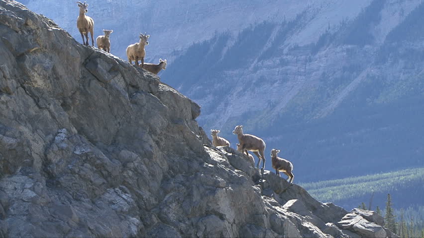 Bighorn Sheep highlighted against a scenic mountain backdrop.  Jasper, Alberta,