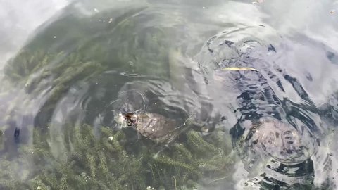 lake with fish and turtles