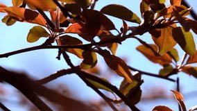 Smooth and slow motion of spring branch with fresh red leaves close up. Amazing natural background for excellent intro in hypnotic full HD clip.  
