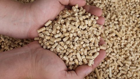 Biofuel, biofuels, Eco fuels, alternative biofuels made from sawdust . Male gains in the hands of wood pellets . Wood pellets used as cat litter.