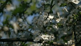 Smooth and slow motion of cherry branch with white blossom and fresh green leaves close up. Amazing natural background for excellent intro in hypnotic full HD clip.  
