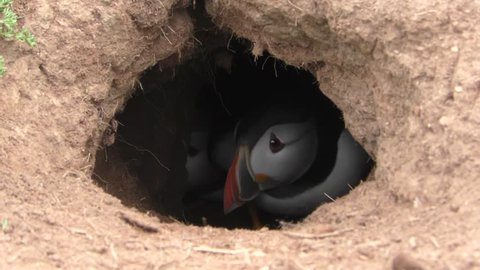 Two Atlantic puffins moving around inside their burrow