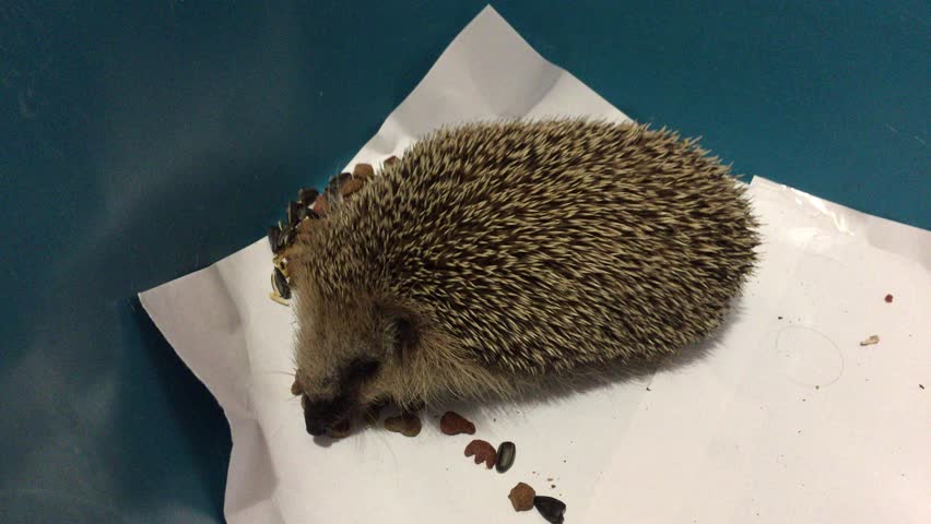 Wild hedgehog is taken home for treatment. Eats sunflower seeds and cat food