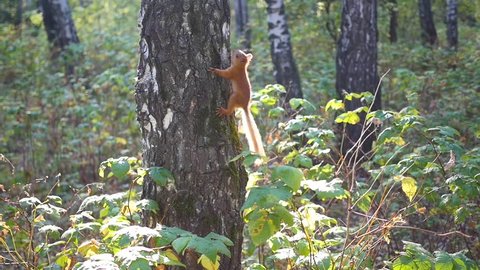 mischievous squirrel jumps on a tree and waving his tail