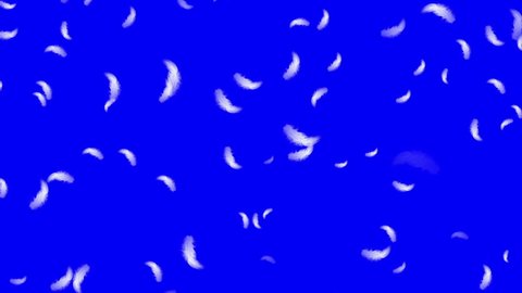 Falling white feathers overlay animation loop on keyable blue screen
