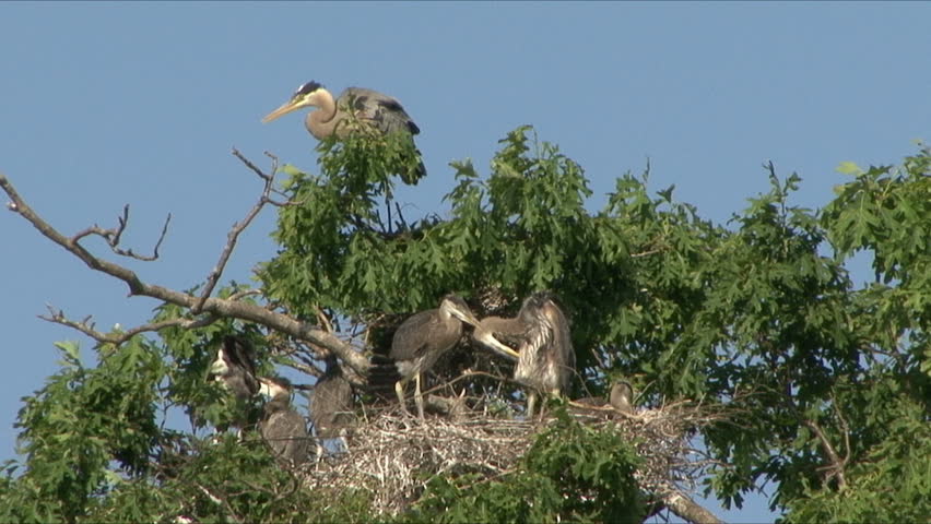 A Heron prepares to feed her chicks while another mother moves to nest. Filmed