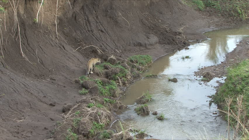 A Leopard moves up a stream bed on route to a gazelle kill in the Masai Mara,