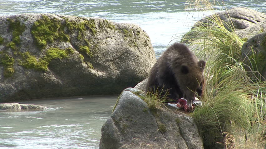 A Brown Bear cub eats large salmon on the Chilkoot river at scenic Haines,