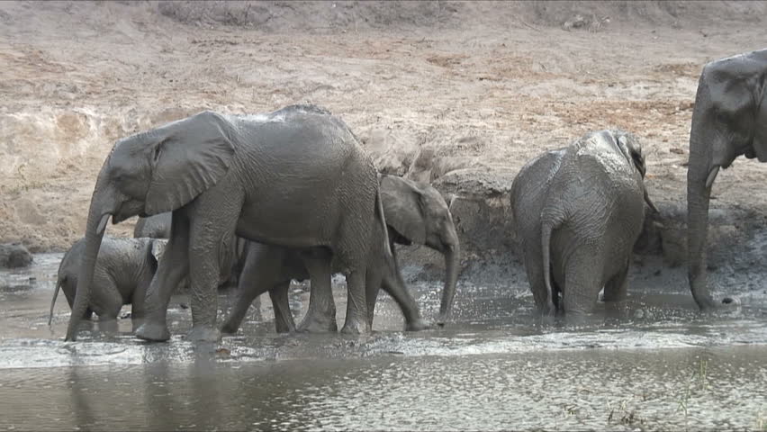 Elephants enjoy a mud bath along the Chobe River in Botswana, Africa.