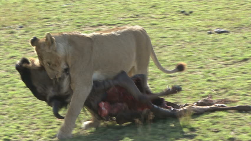 A lion drags her Wildebeest kill in the Masai Mara, Kenya, Africa.