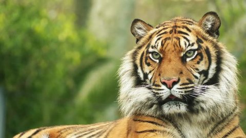 The Bengal tiger, also called the royal Bengal tiger (Panthera tigris), is the most numerous tiger subspecies. It is the national animal of both India and Bangladesh.