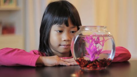 A cute little 5 year old Asian girl feeds her pretty purple Betta fish.