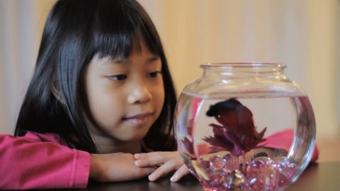 A cute little 5 year old Asian girl enjoys watching her pretty red Betta fish swim in the bowl.