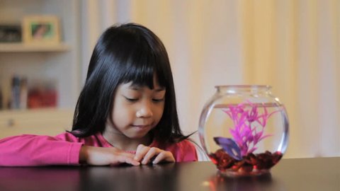 A proud little 5 year old Asian girl feeds her pretty Betta fish.
