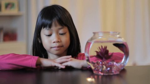 A cute little 5 year old Asian girl feeds her pretty red Betta fish.