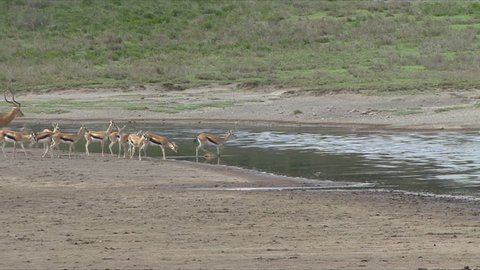 Gazelle take a plunge into the water in Tanzania, Africa.