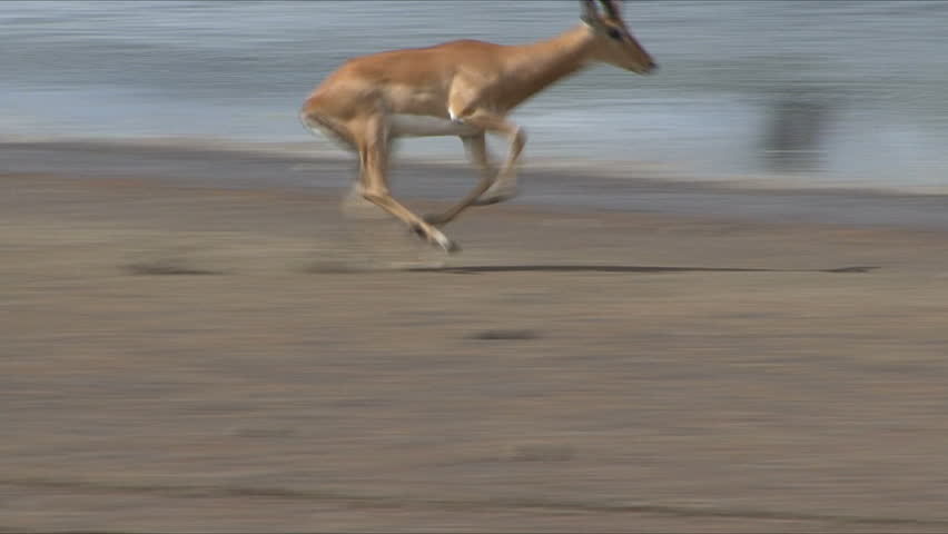 A male Impala makes an unmanly exit after jumping into the water in Tanzania,