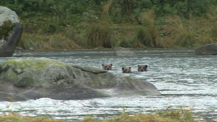 Brown Bear Cubs caught in the current of the Chilkoot river at scenic Haines,