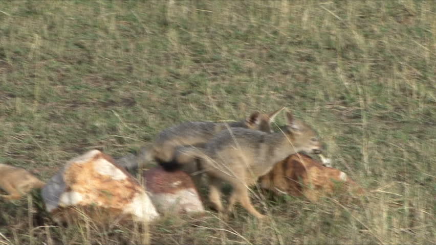 Jackal cubs play with bone in the Serengeti, Tanzania, Africa.