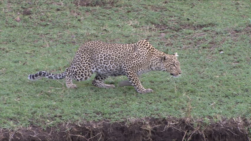 A Leopard moves from concealment on route to a gazelle kill in the Masai Mara,
