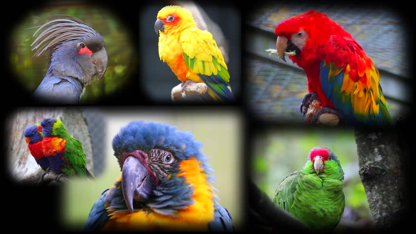 Collage with Beautiful Colorful Parrots Stock Footage Video (100% ...