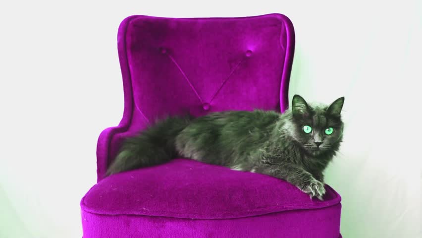 Angora cat on a sofa