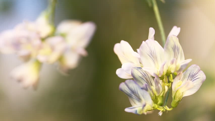 alfalfa flower close Stock Footage Video (100% Royalty-free) 1981648