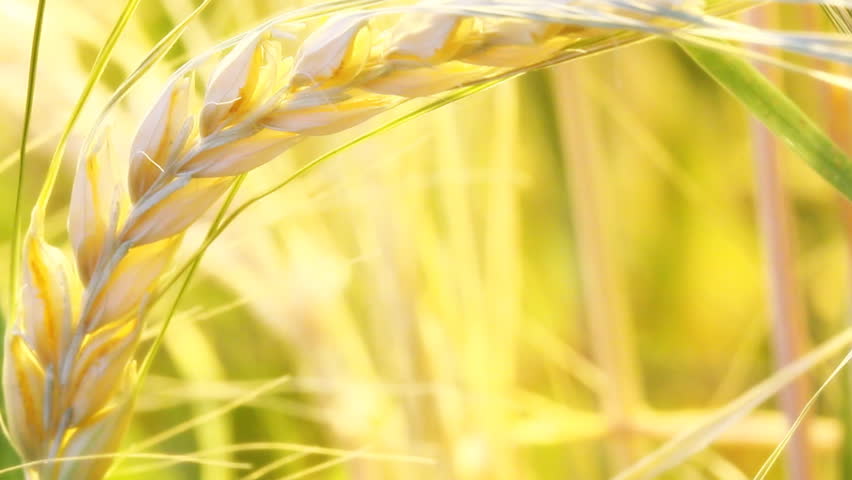 barley spike in the summer field