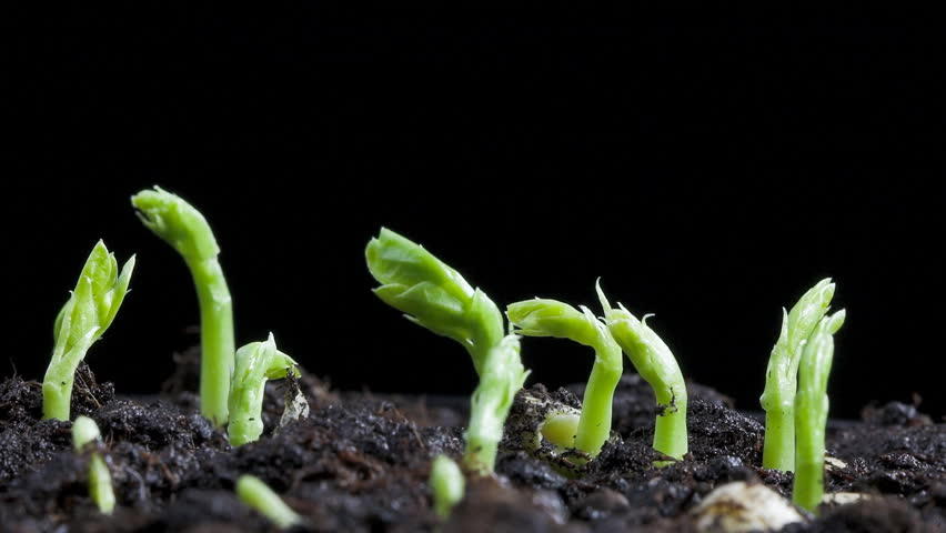 timelapse of pea seeds germination