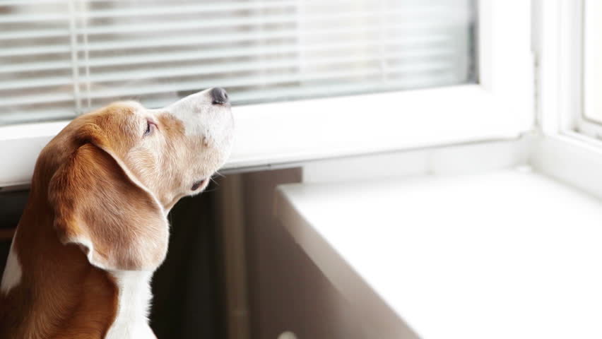 Funny beagle smelling something from the open window Royalty-Free Stock Footage #19827274