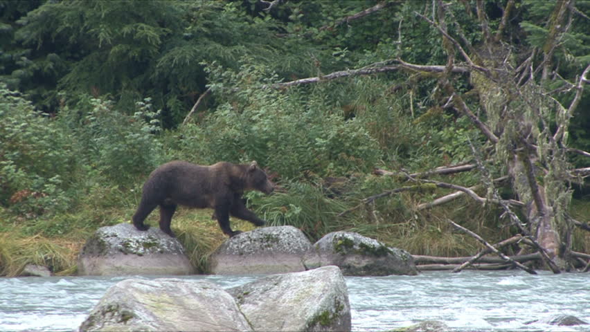 Brown Bear mother & cubs climb over dead tree at edge of the Chilkoot river in