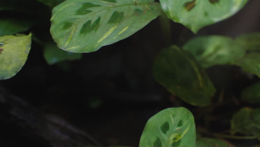 Green and black poison dart frog (Dendrobates auratus) on a leaf