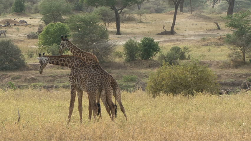 Two Giraffe necking with scenic background (note small whirl wind in