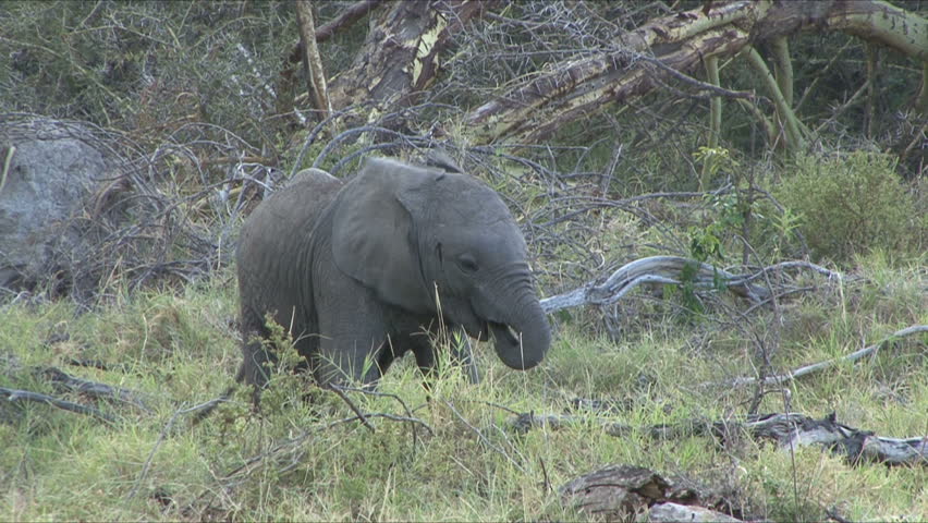 An Elephant calf eats and uses it's trunk to get grass at Lake Manyara,