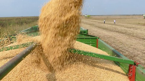 Combine harvester transferring freshly harvested soybean to tractor-trailer for transport