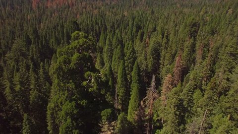 Aerial shot slowly revolving around a huge sequoia tree in the Sierra National Forest. The surrounding landscape visible behind tree. Multi-colored trees; green, orange, red, yellow.