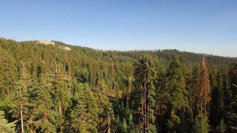 Aerial shot flying over a mountainous forest in the Sierra Nevadas. Tall trees, blue skies: shot flies by tall trees on the right. Redwoods, pine, fir trees. National Forest land.