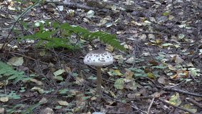 Zoom of Parasol mushroom ( macrolepitiota procera ) in autumn forest